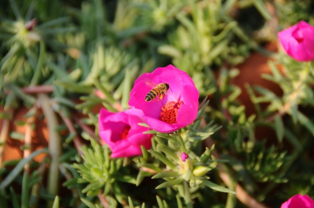 וילאמארה Residence La Cycas מראה חיצוני תמונה